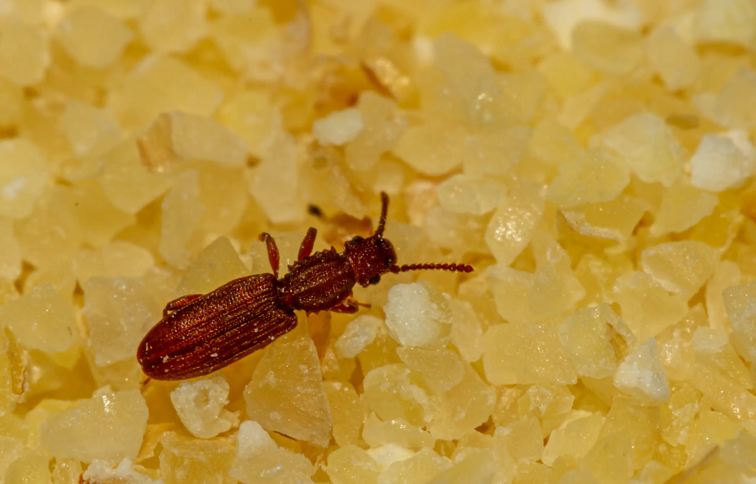 Saw toothed grain beetle
