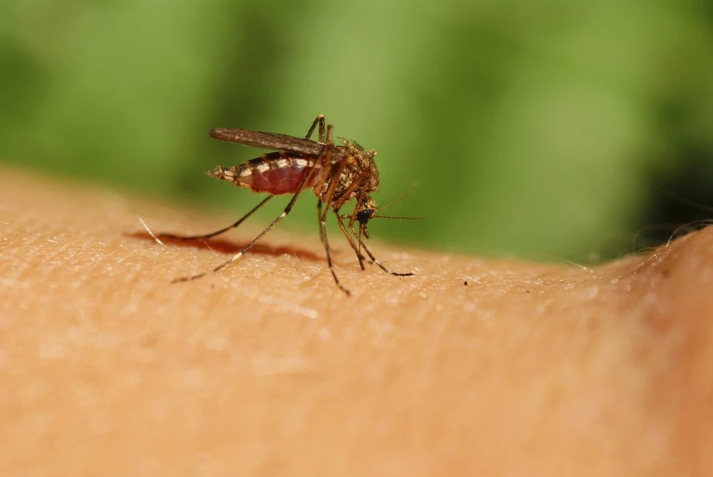 mosquito biting human flesh