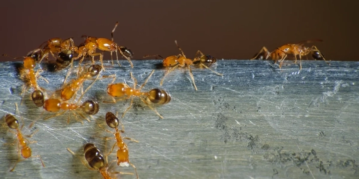 Pharaoh Ant