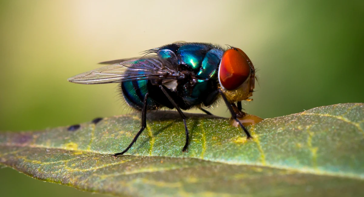 Bluebottle fly