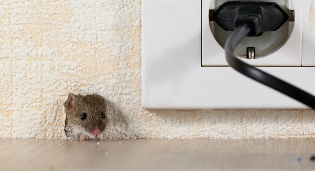 Rodent Entry Closure