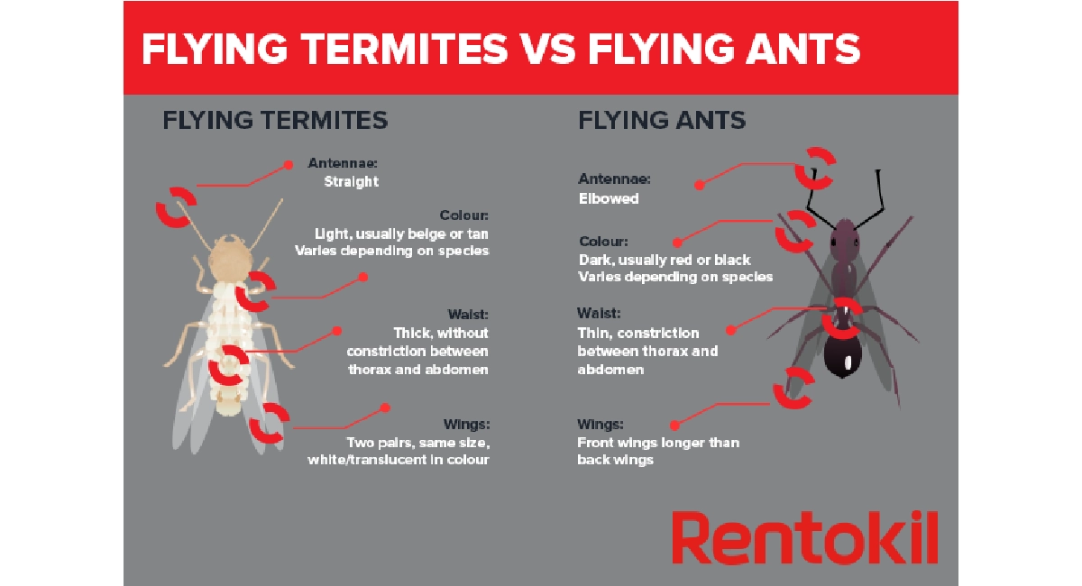 Flying termite VS ant