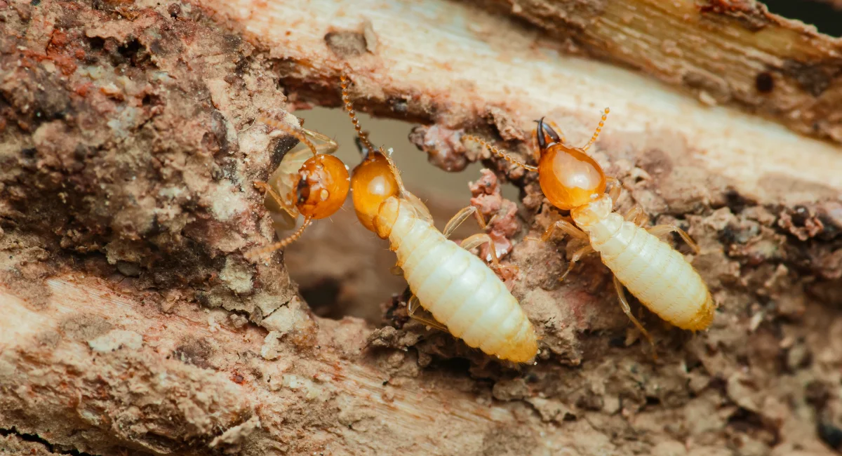What is Termite?