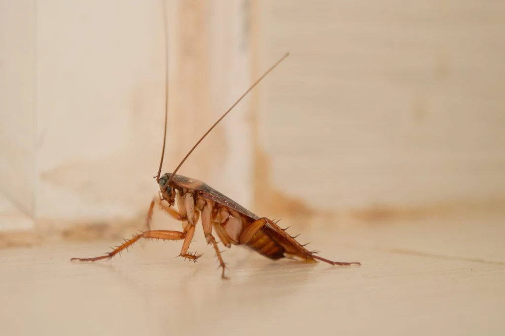 Cockroaches up close